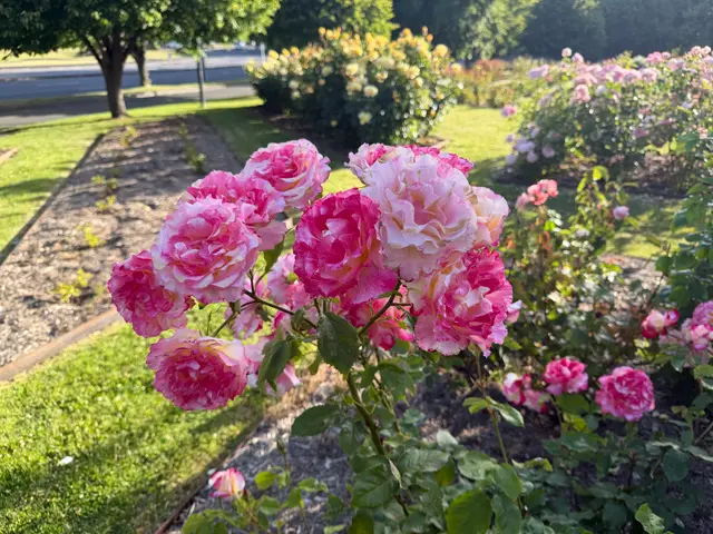 roses in Hobart