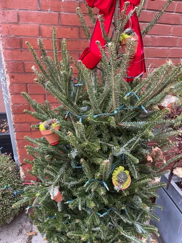 Festive Alley