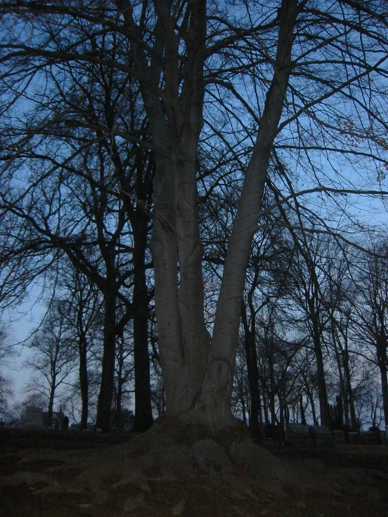 nisky hill cemetery, img_1317