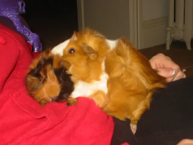 wookiee and dr. girlfriend