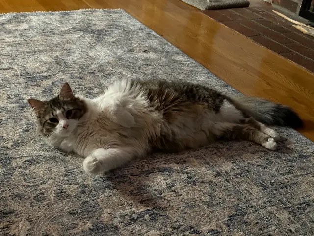 steve's cat