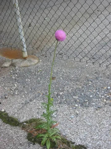 thistle under the fahy