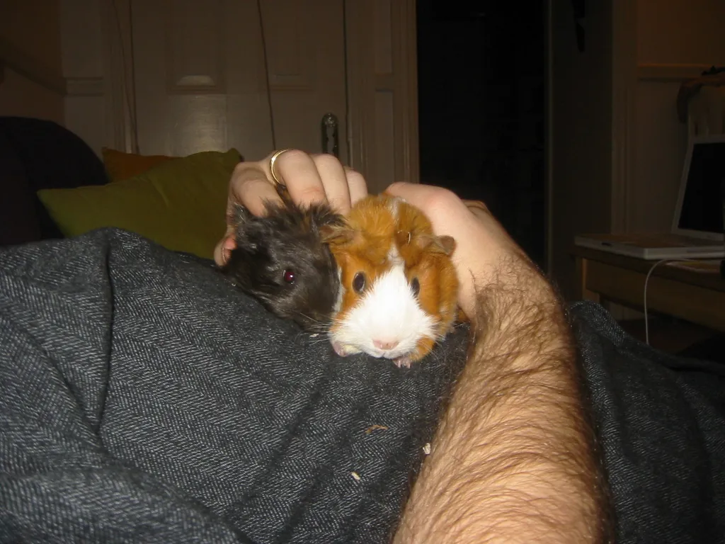 rjbs with the pigs