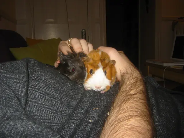 rjbs with the pigs