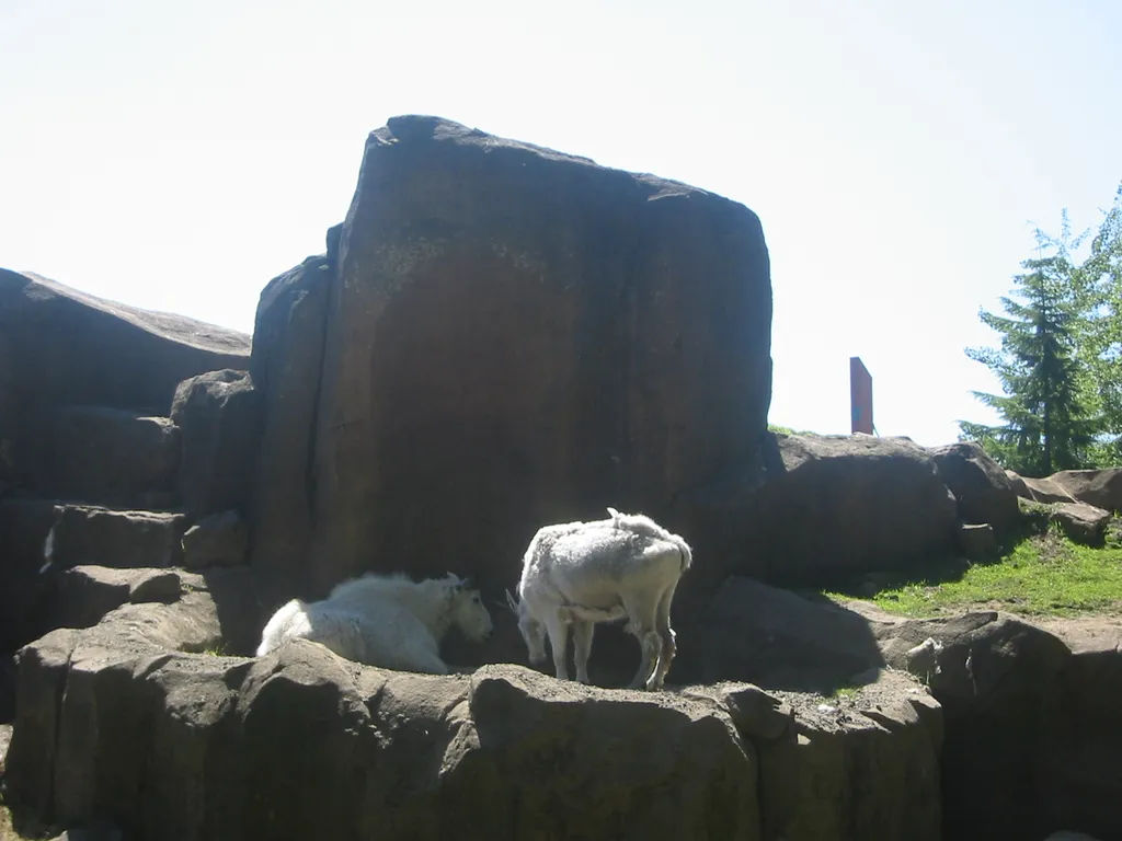 oscon 2003, goat-3