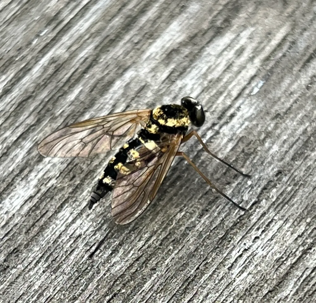 what is this bug?