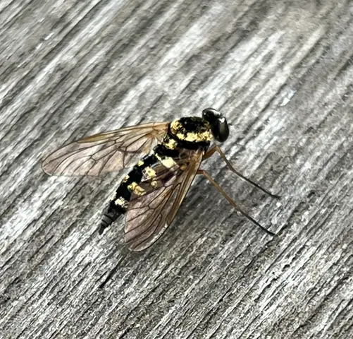 what is this bug?