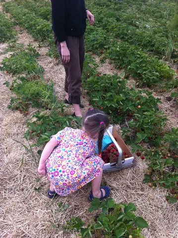 strawberry pickin' again