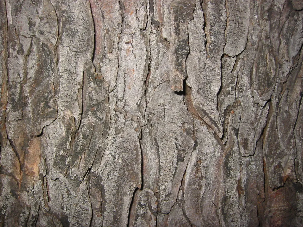 bark