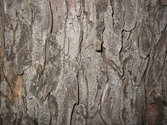 bark