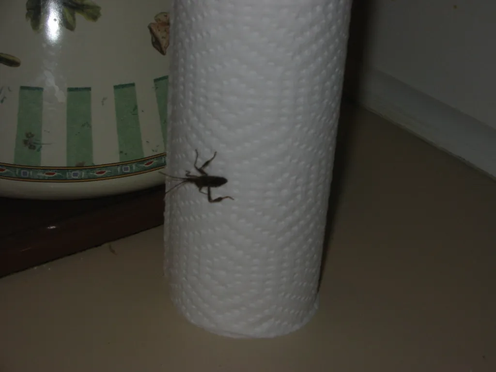 insect-1