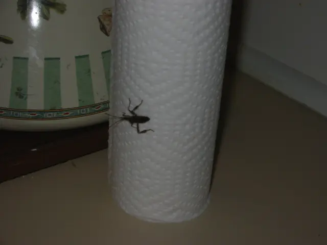 insect-1