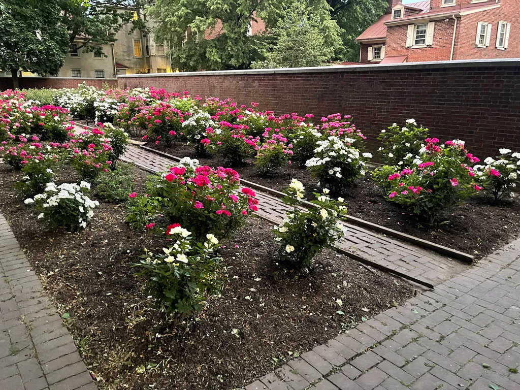 the rose garden