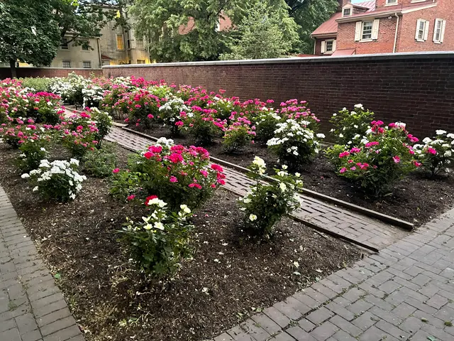 the rose garden