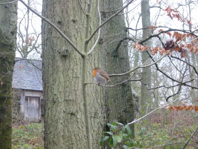 robin