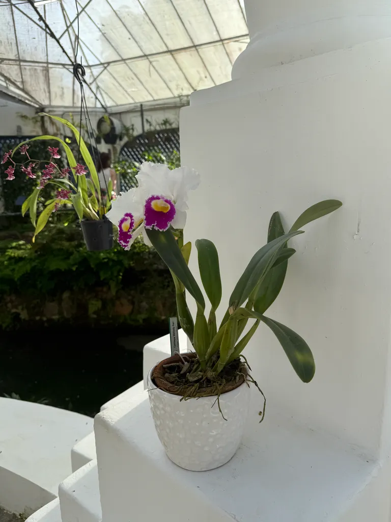 the Botanical Garden in Rio