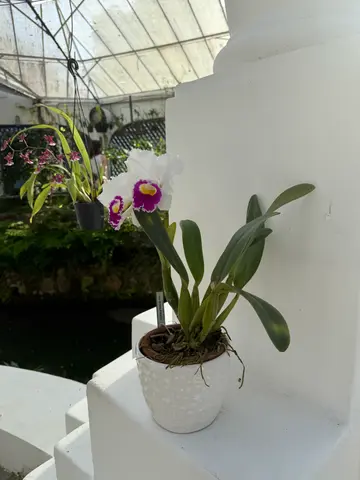 the Botanical Garden in Rio