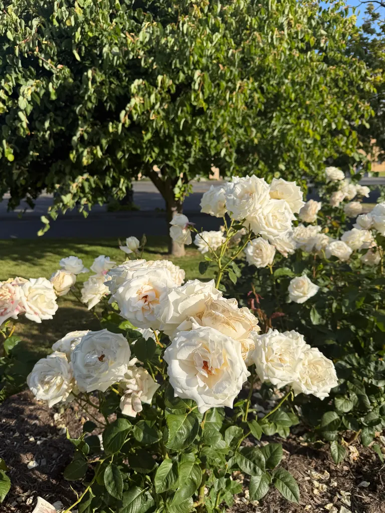 roses in Hobart