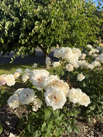 roses in Hobart