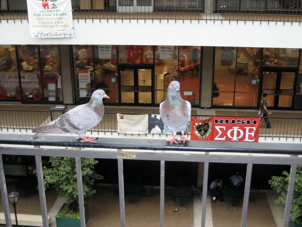 indoor pigeons