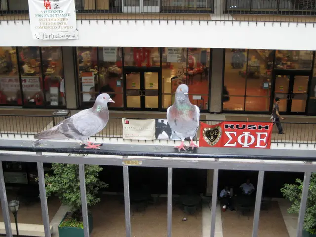 indoor pigeons