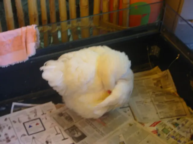 oscon 2003, chicken-2