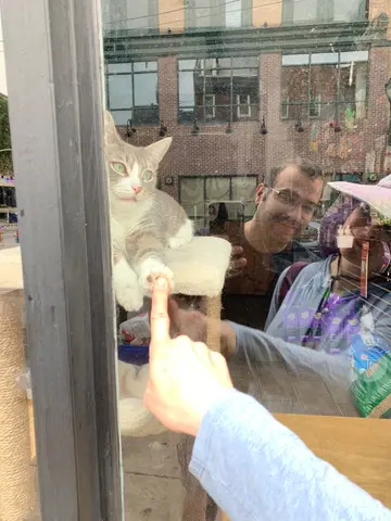a cat!