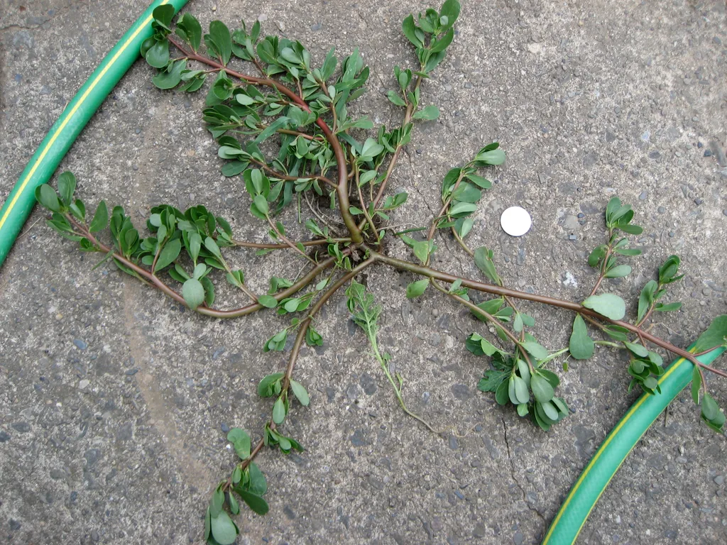 evil, evil weed