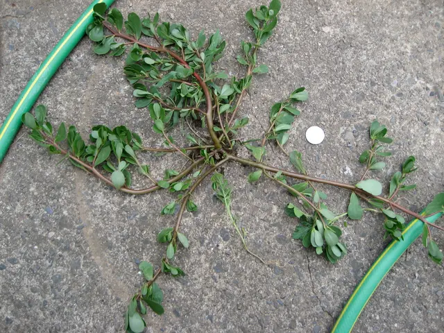 evil, evil weed