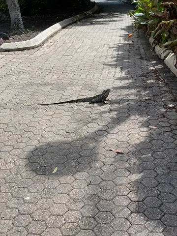 Brisbane lizard
