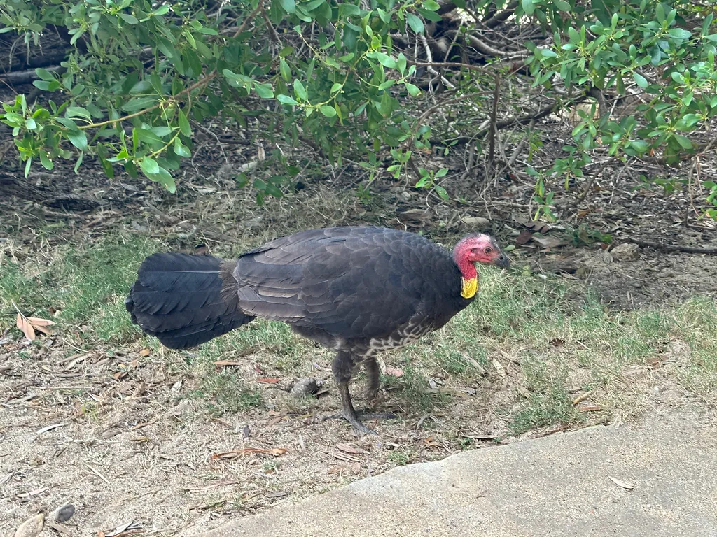 brush turkey