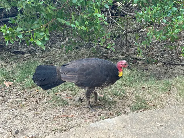 brush turkey