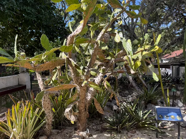 the Botanical Garden in Rio