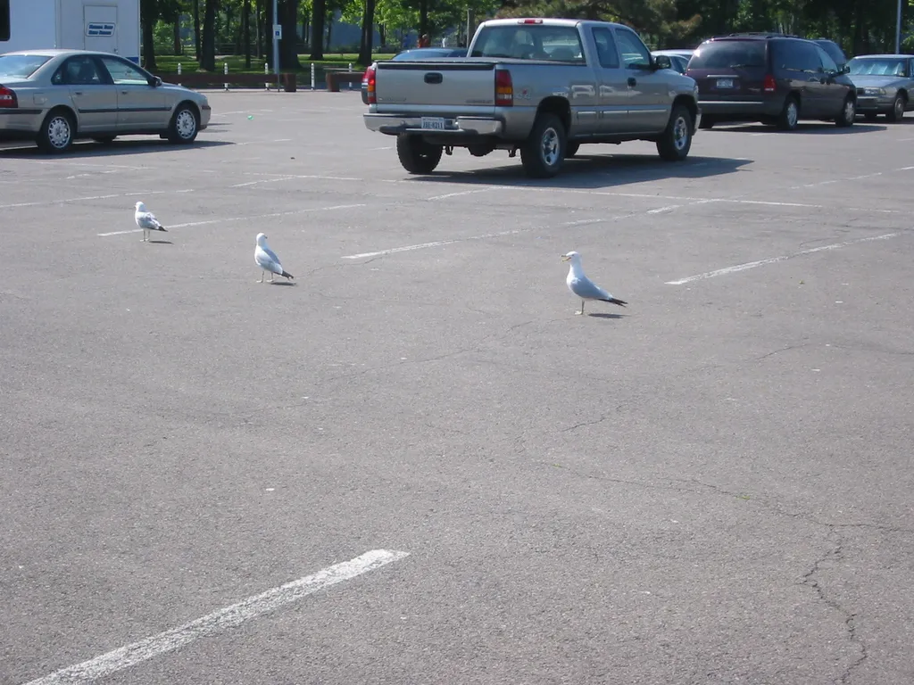 yapc::na 2004, gulls