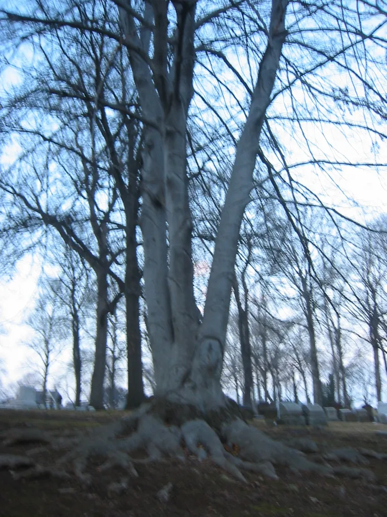 nisky hill cemetery, img_1318