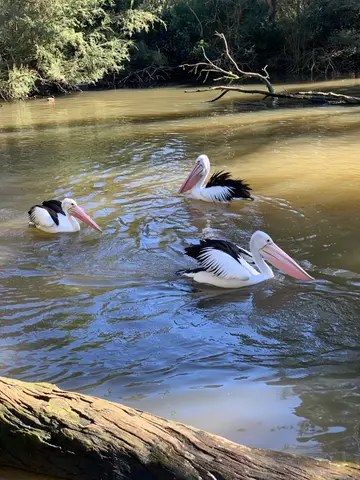 Healesville
