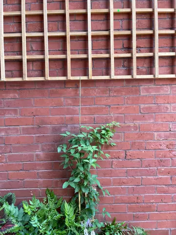 creeper