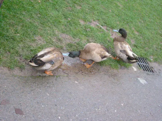 ducks_2