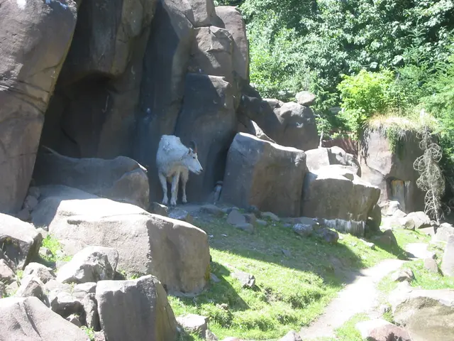 oscon 2003, goat-1