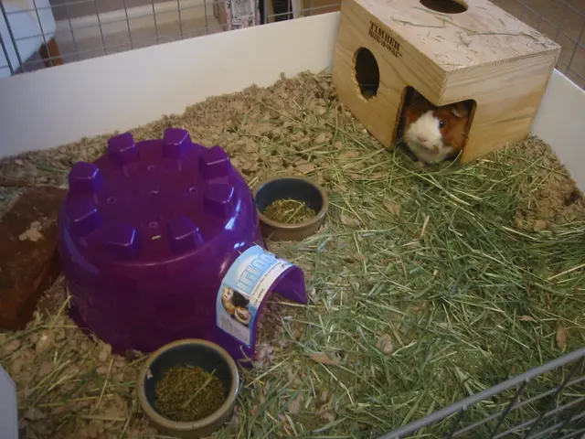 guinea pig christmas present