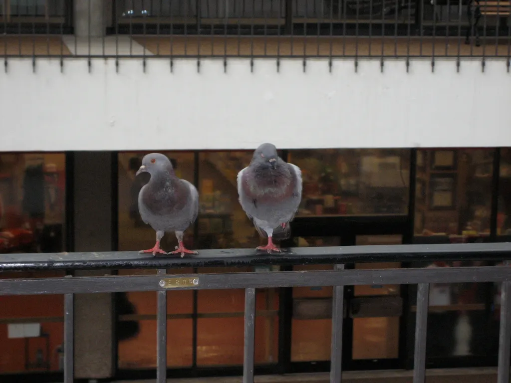 goodfeathers