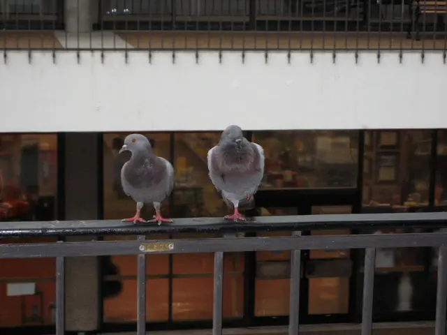 goodfeathers