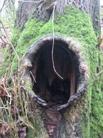 hole in tree