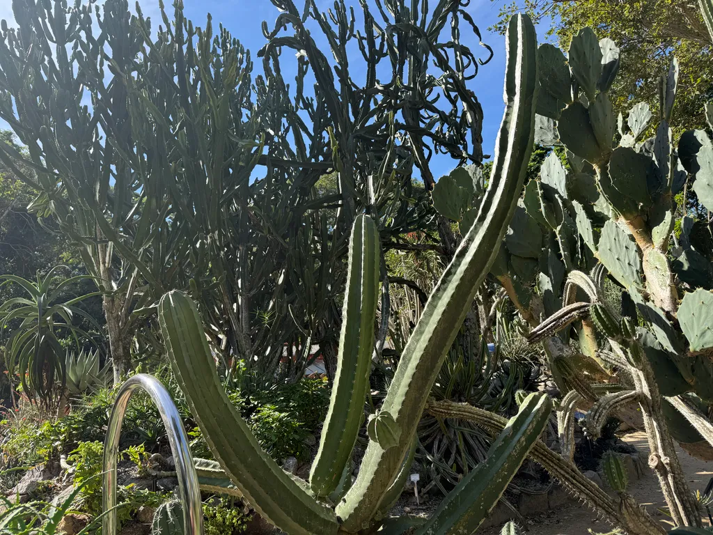 the Botanical Garden in Rio