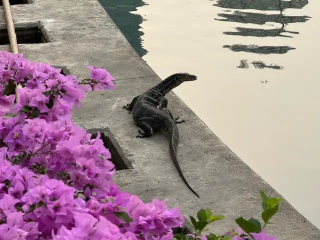 Benjakitty park, monitor lizard