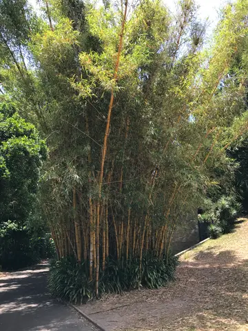 yellow bamboo