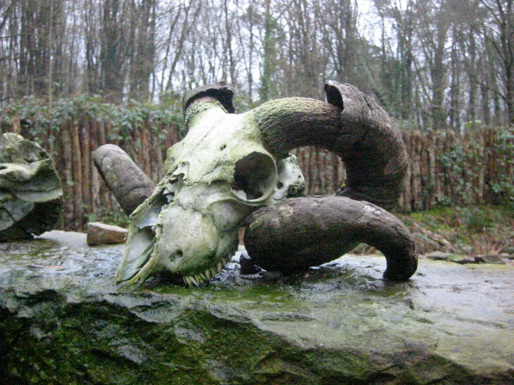 goat skull