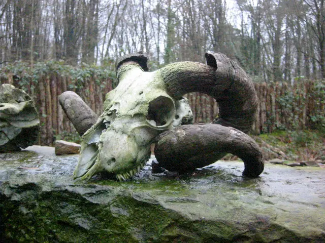 goat skull