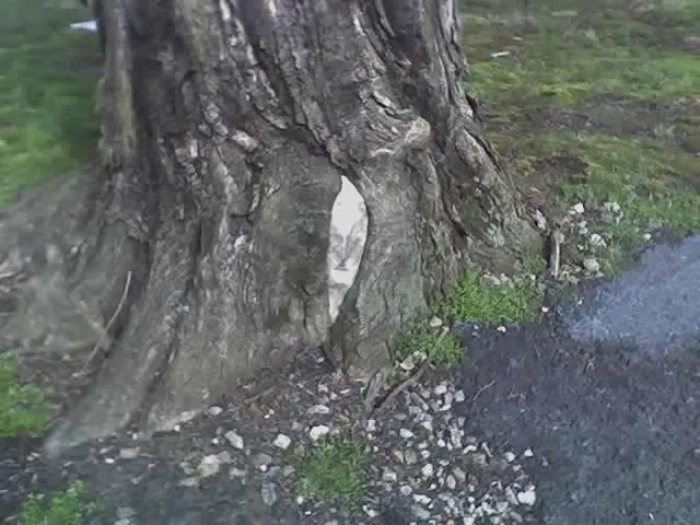 lithophage tree