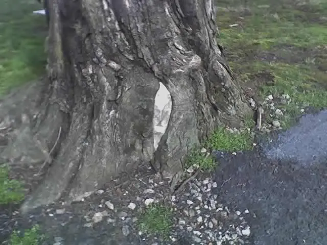 lithophage tree